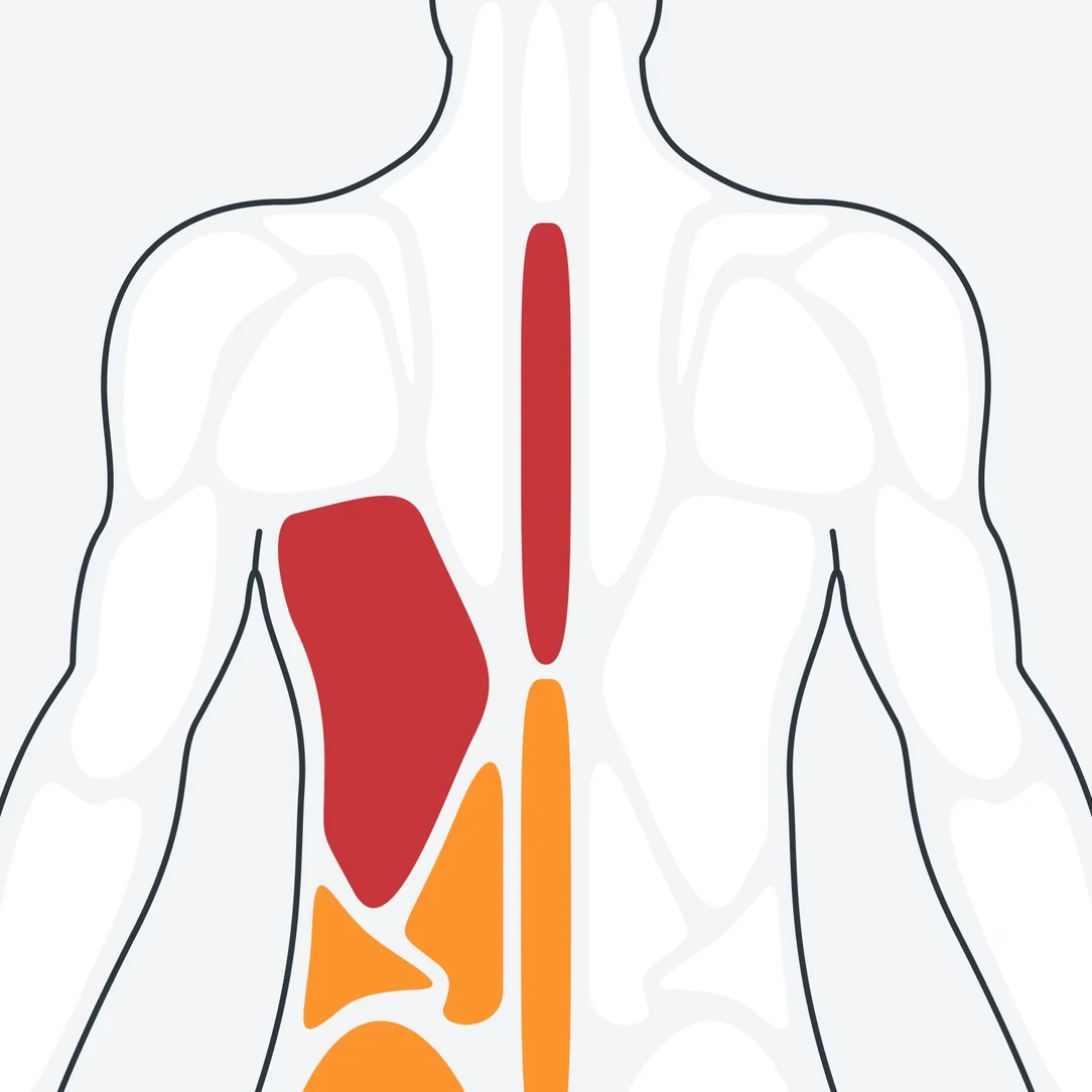 A body diagram of muscle groups